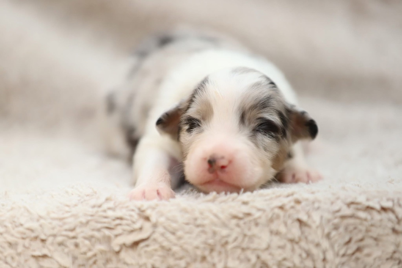 Shepherds Of Paradise - Chiots disponibles - Berger Australien