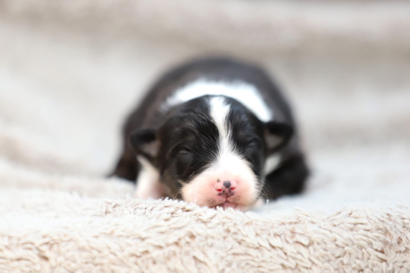 Shepherds Of Paradise - Chiots disponibles - Berger Australien