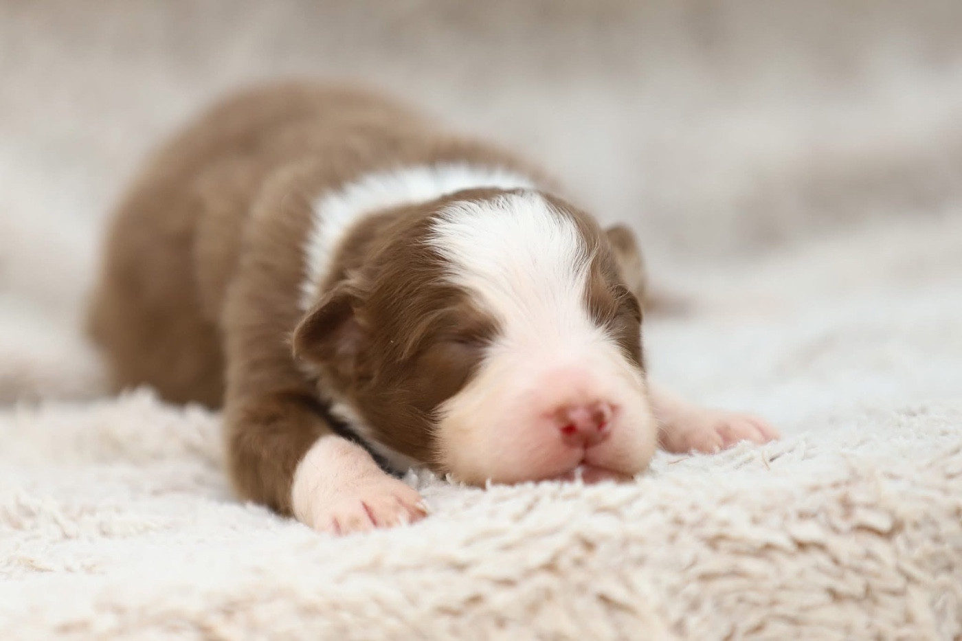Shepherds Of Paradise - Chiots disponibles - Berger Australien