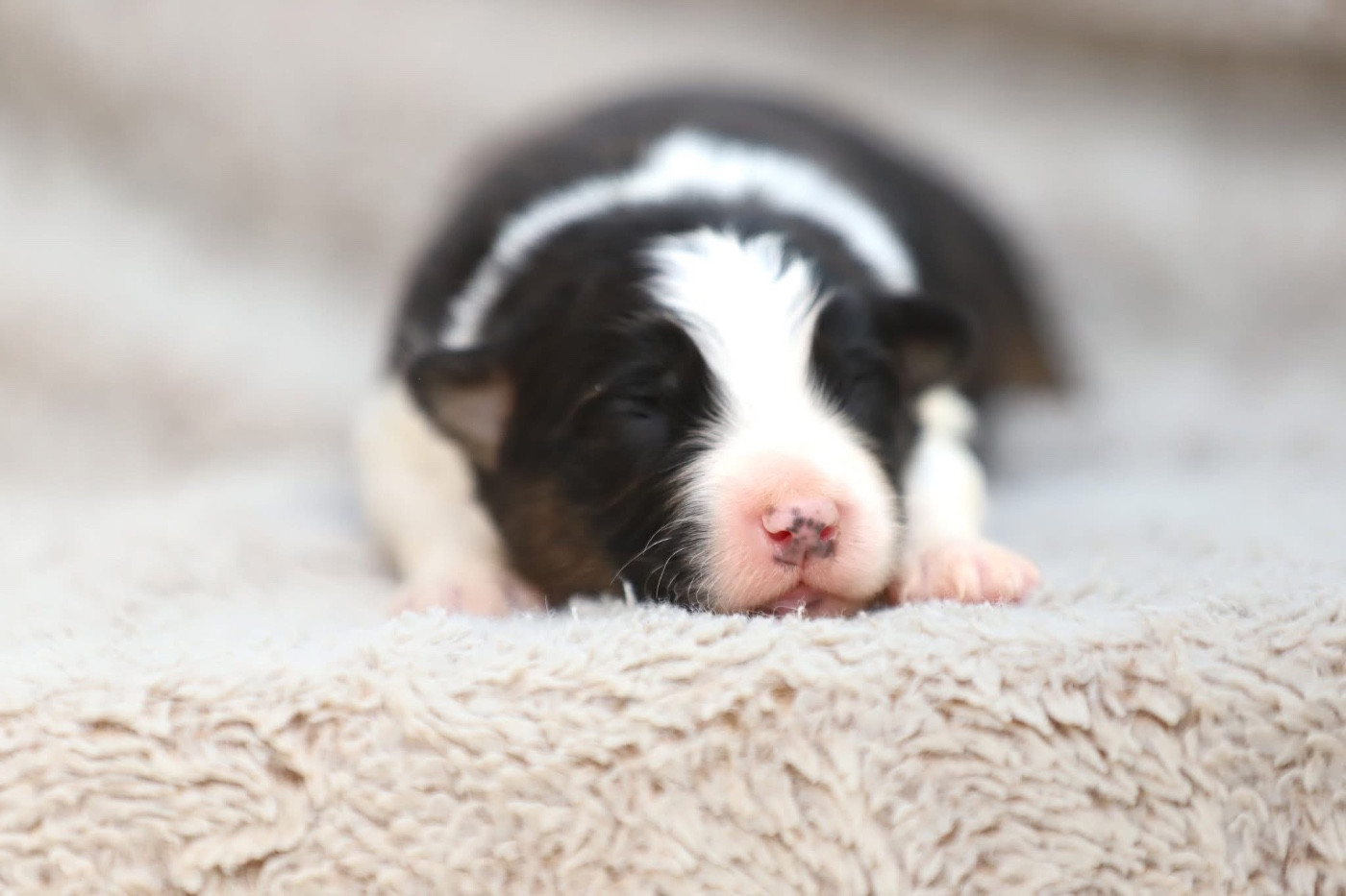 Shepherds Of Paradise - Chiots disponibles - Berger Australien