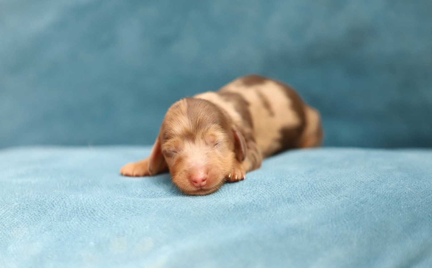 Shepherds Of Paradise - Chiots disponibles - Teckel poil long