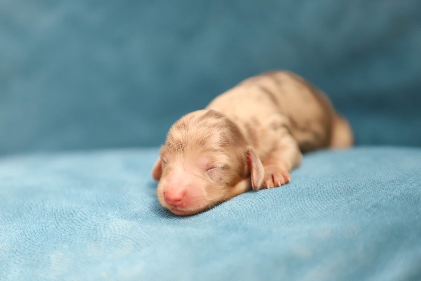 Shepherds Of Paradise - Chiots disponibles - Teckel poil long