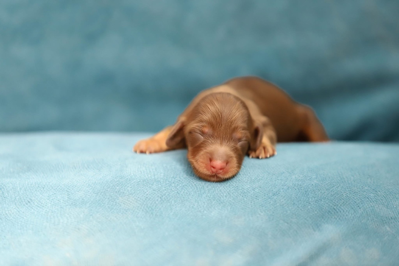 Shepherds Of Paradise - Chiots disponibles - Teckel poil long