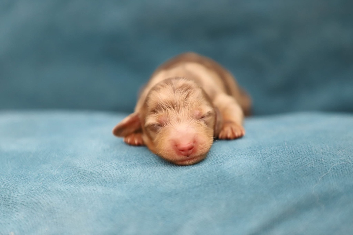Shepherds Of Paradise - Chiots disponibles - Teckel poil long