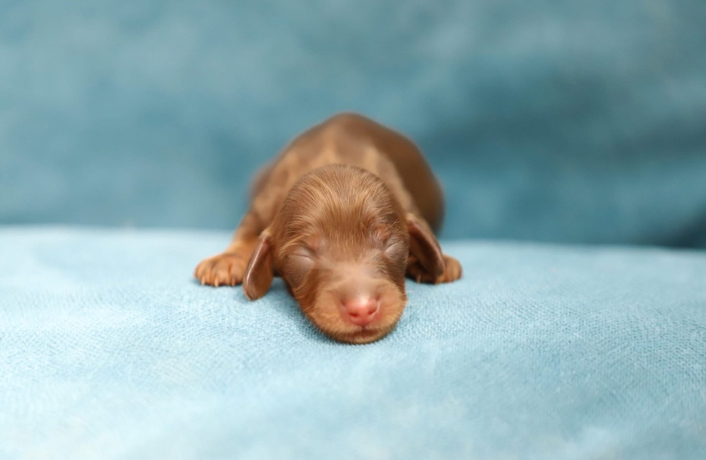 Shepherds Of Paradise - Chiots disponibles - Teckel poil long
