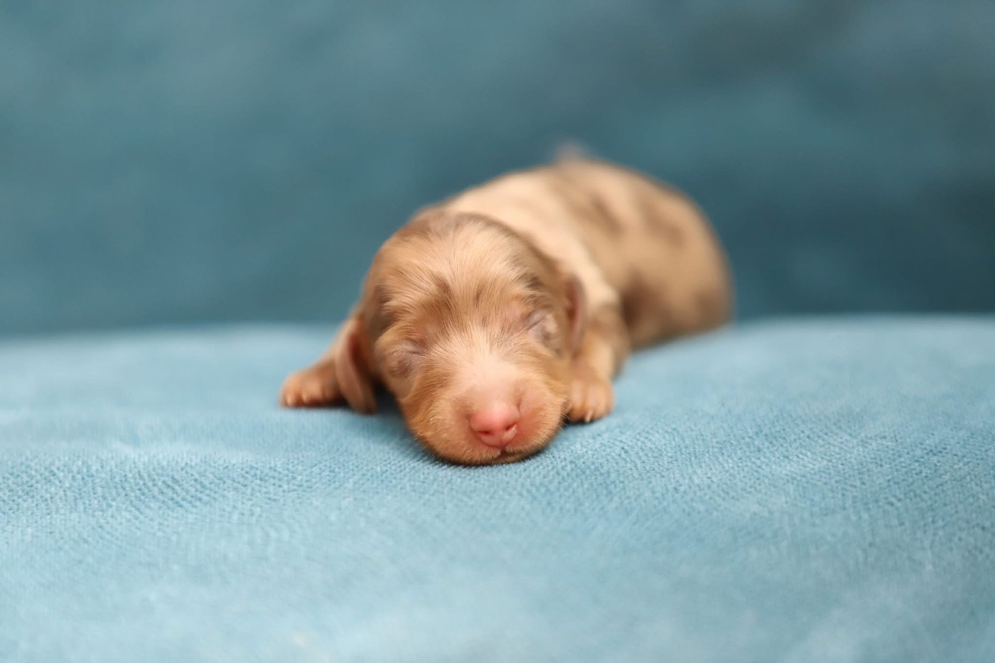 Shepherds Of Paradise - Chiots disponibles - Teckel poil long