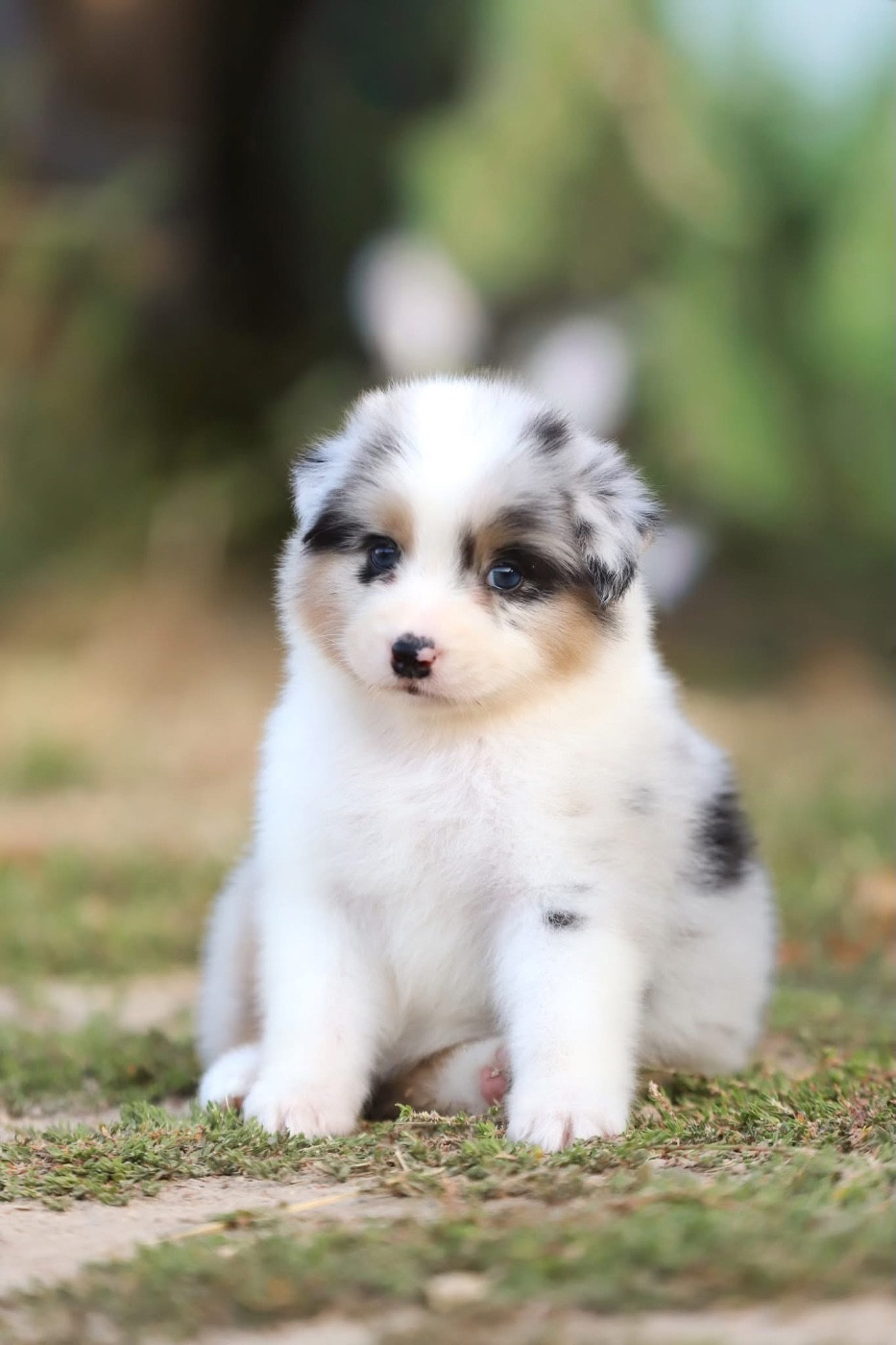 Shepherds Of Paradise - Chiots disponibles - Berger Australien