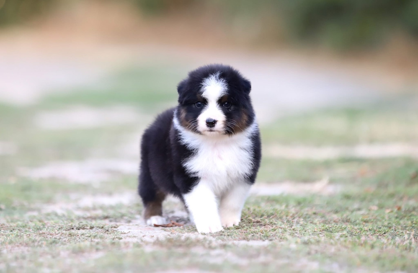 Shepherds Of Paradise - Chiots disponibles - Berger Australien