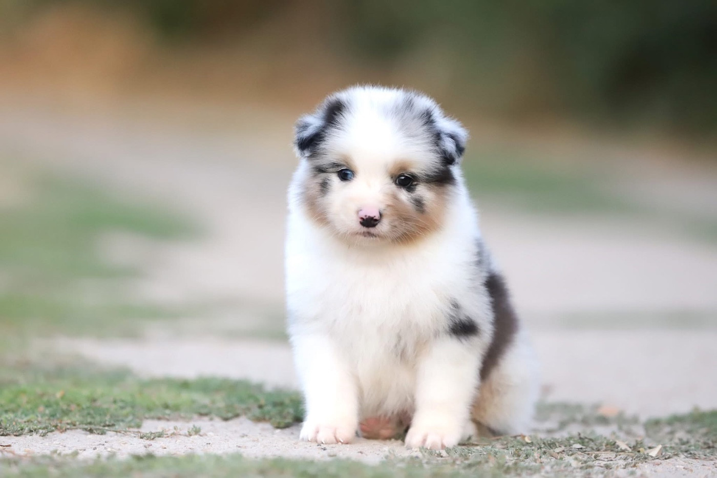 Shepherds Of Paradise - Chiots disponibles - Berger Australien