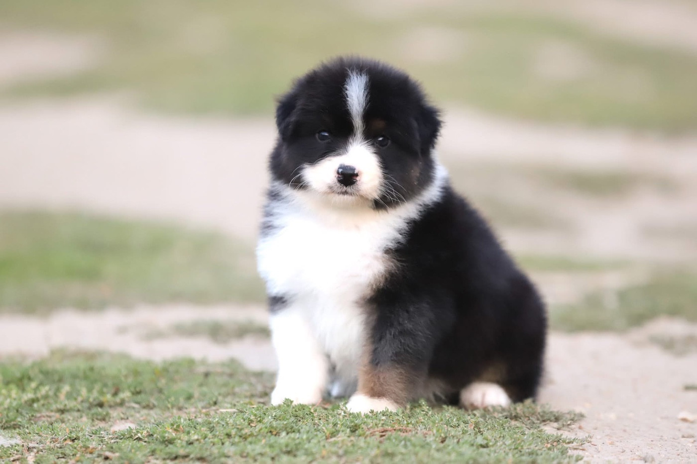 Shepherds Of Paradise - Chiots disponibles - Berger Australien