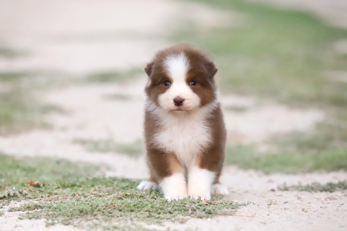Shepherds Of Paradise - Chiots disponibles - Berger Australien