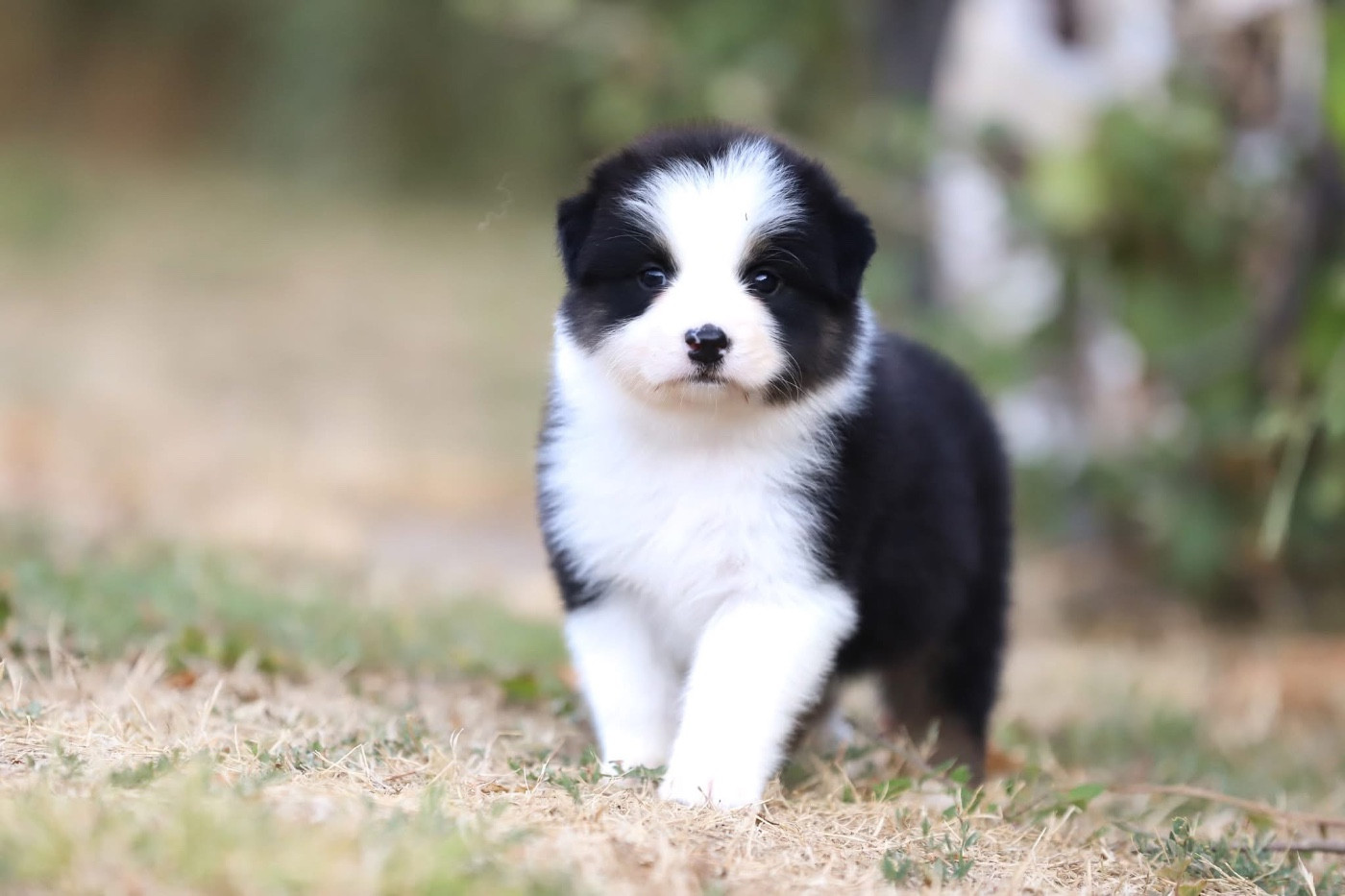 Shepherds Of Paradise - Chiots disponibles - Berger Australien