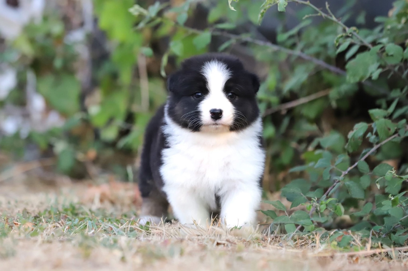 Shepherds Of Paradise - Chiots disponibles - Berger Australien
