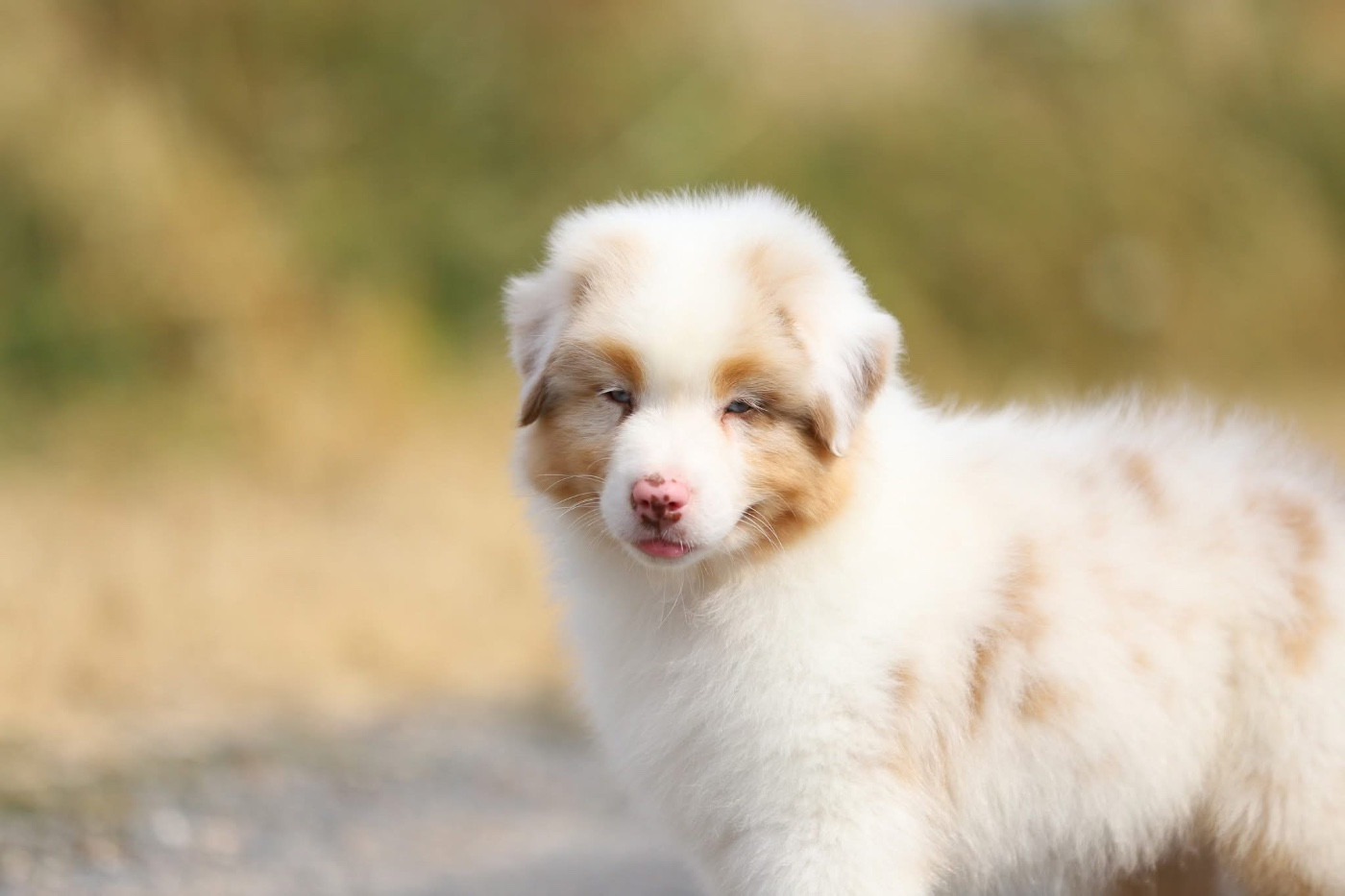 Shepherds Of Paradise - Chiots disponibles - Berger Australien