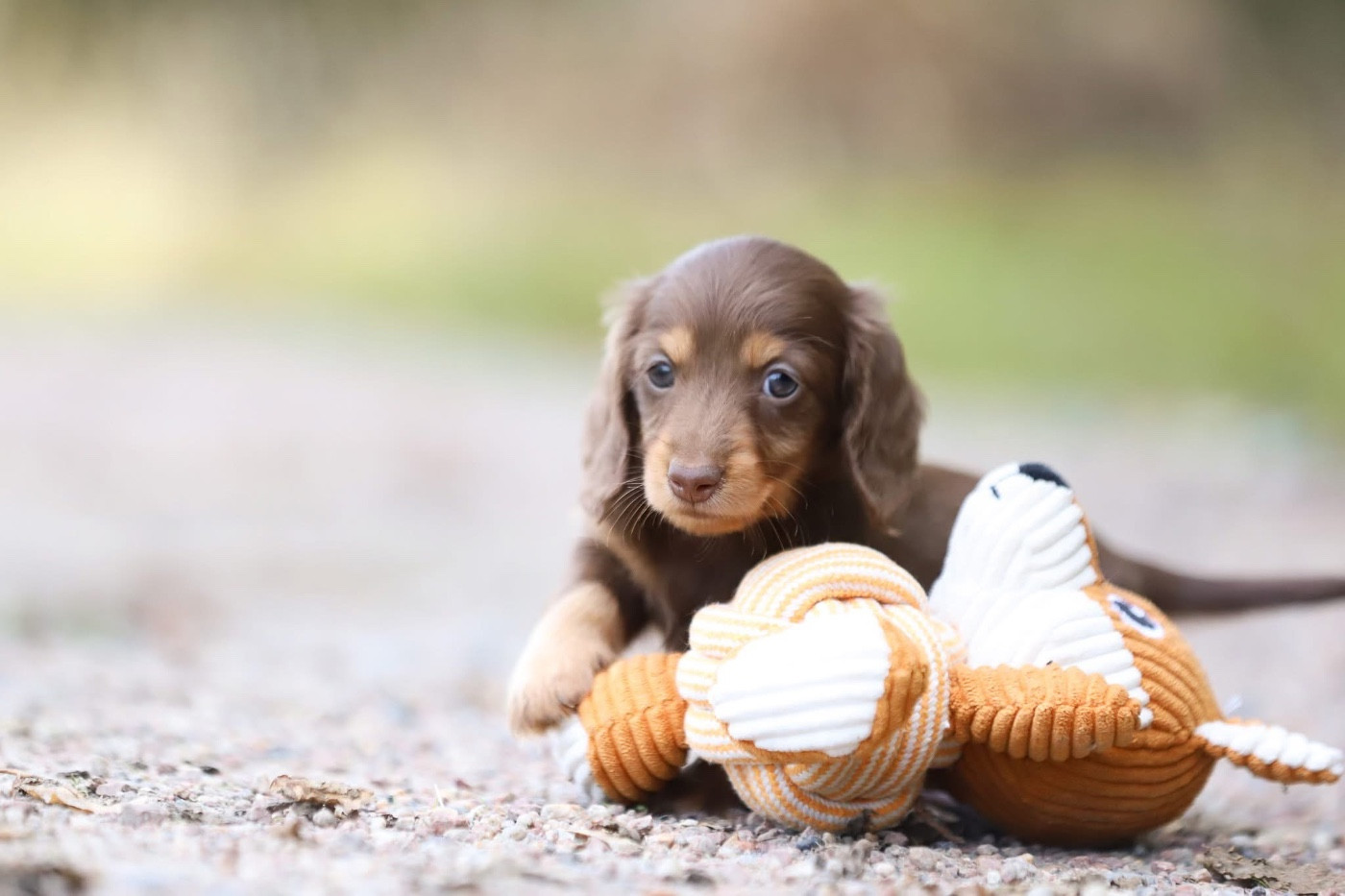 Shepherds Of Paradise - Chiots disponibles - Teckel poil long