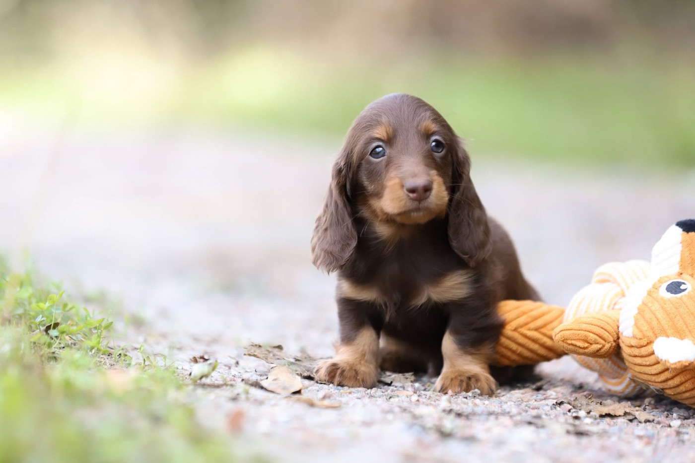 Shepherds Of Paradise - Chiots disponibles - Teckel poil long