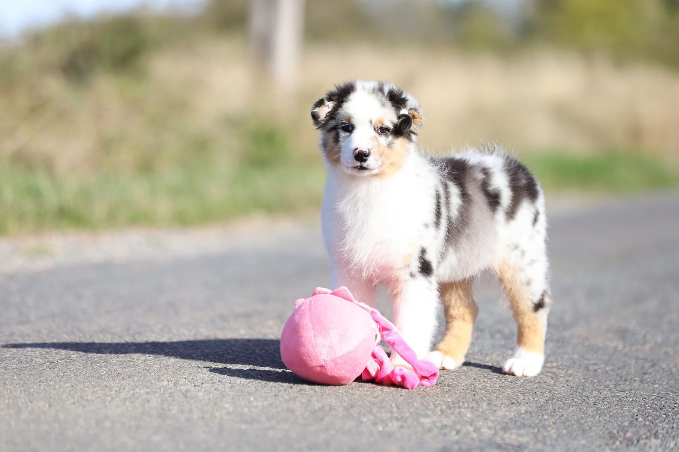 Shepherds Of Paradise - Chiots disponibles - Berger Australien