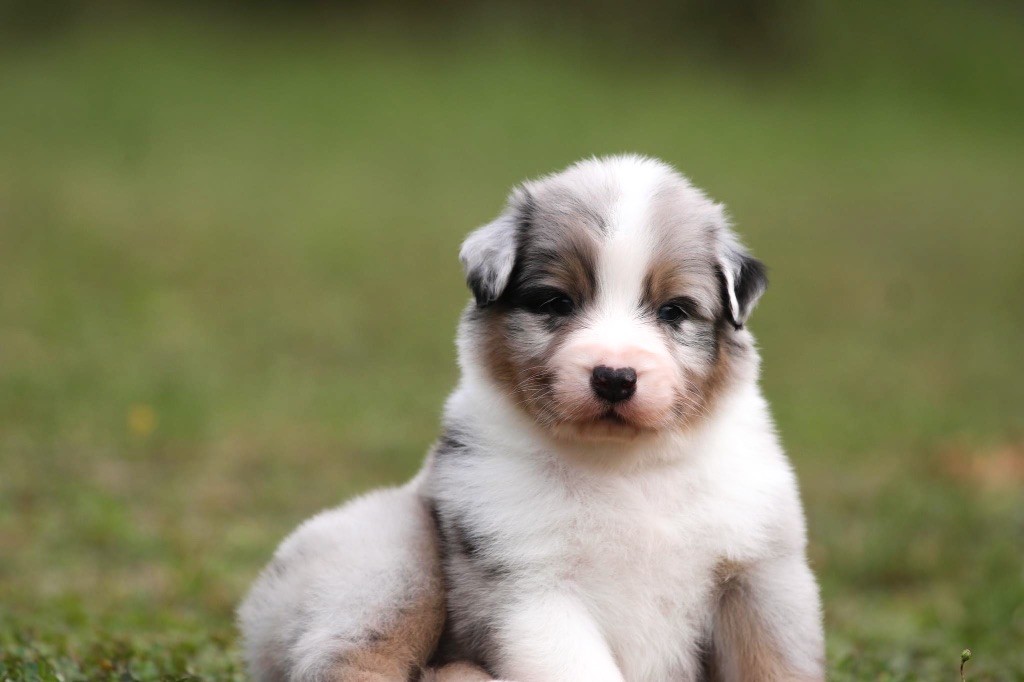 Shepherds Of Paradise - Berger Australien - Portée née le 02/08/2023