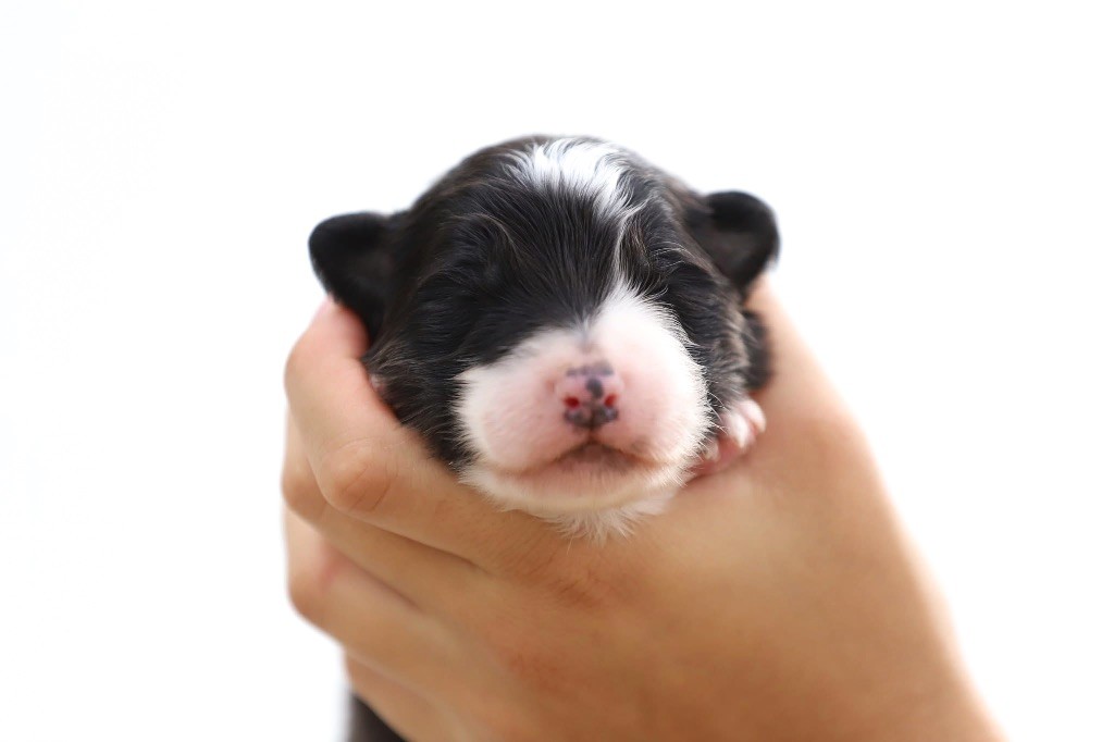 Shepherds Of Paradise - Chiots disponibles - Berger Australien