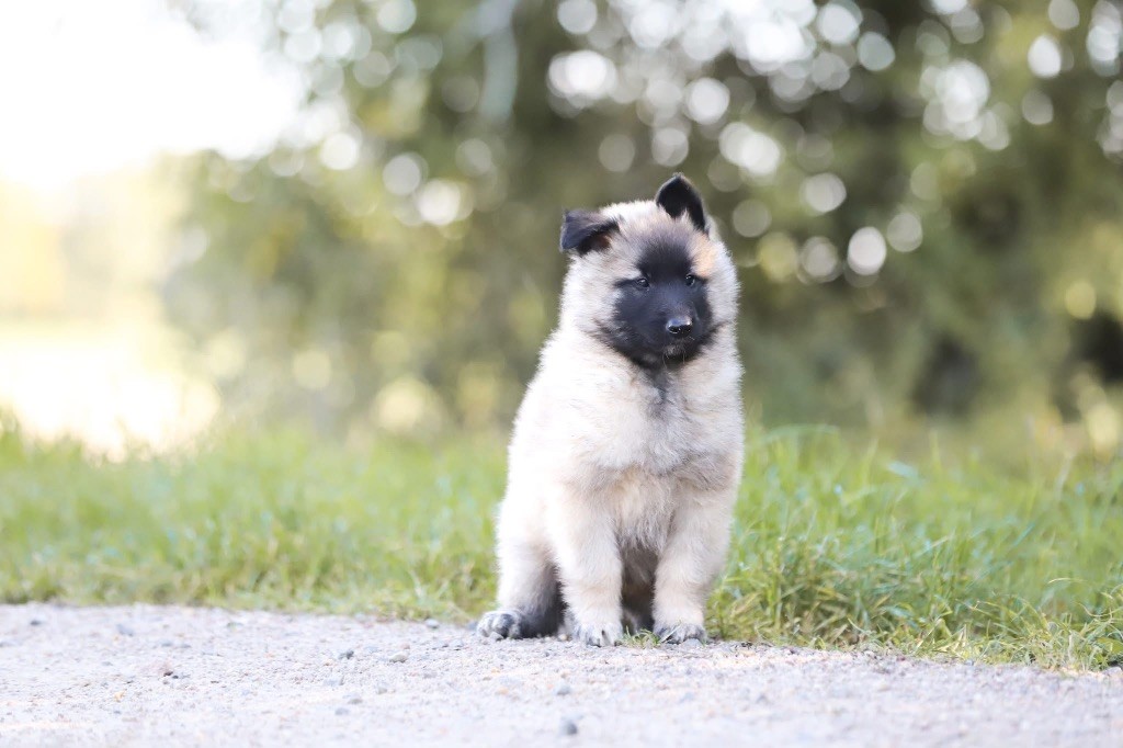 Shepherds Of Paradise - Chiots disponibles - Berger Belge