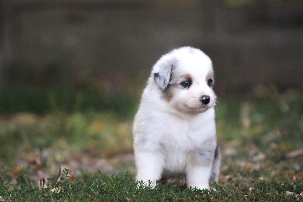 Shepherds Of Paradise - Berger Australien - Portée née le 23/08/2023