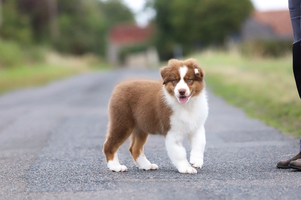 Shepherds Of Paradise - Chiots disponibles - Berger Australien