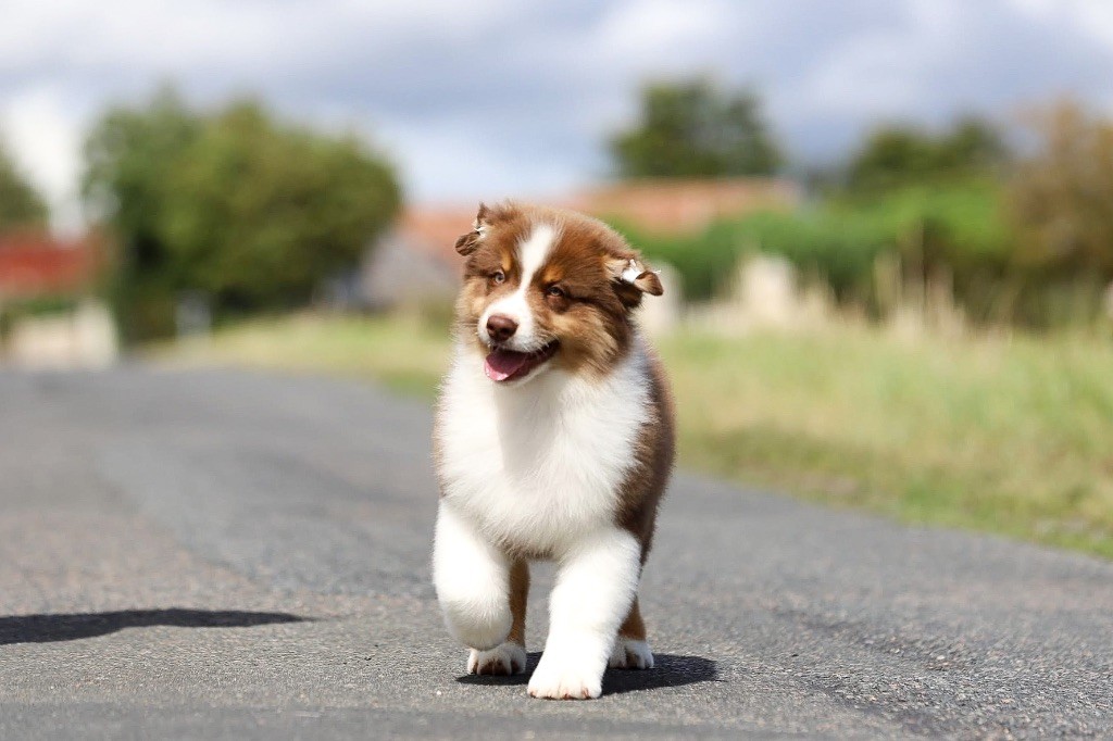 Shepherds Of Paradise - Chiots disponibles - Berger Australien