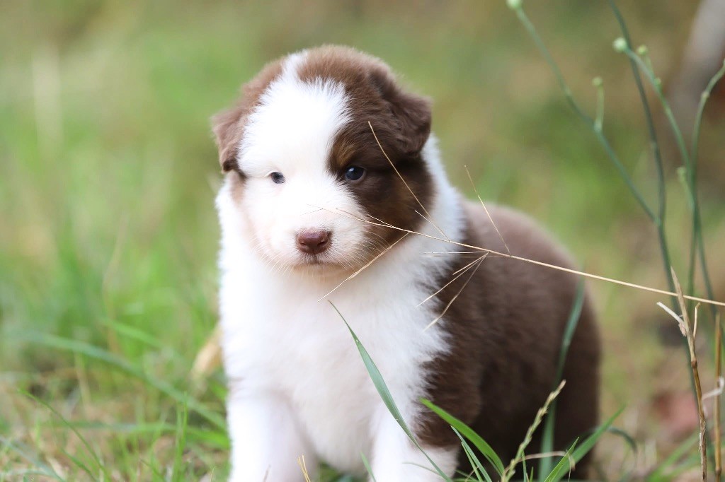 Shepherds Of Paradise - Chiots disponibles - Berger Australien