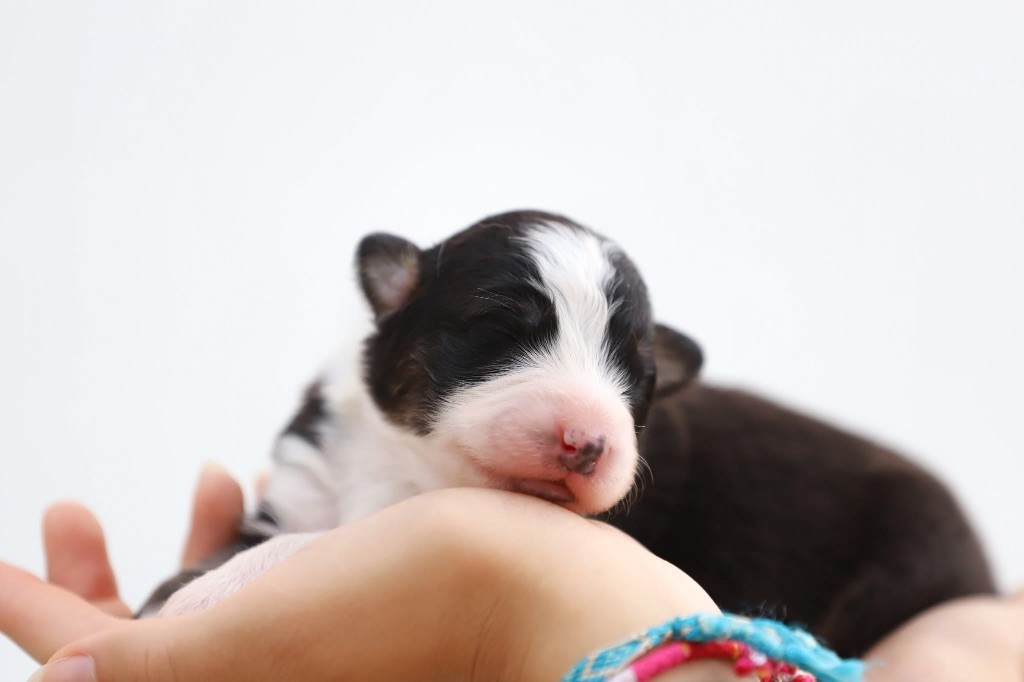 Shepherds Of Paradise - Chiots disponibles - Berger Australien