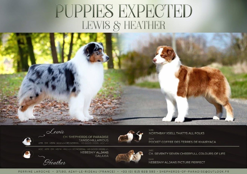 Chiot Berger Australien Shepherds Of Paradise
