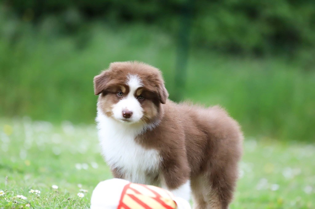 Shepherds Of Paradise - Chiots disponibles - Berger Australien