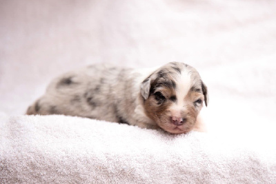 CHIOT 7