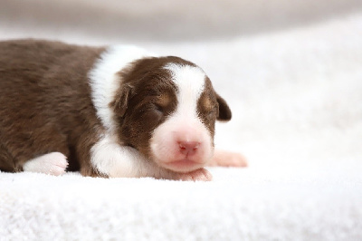 CHIOT 8