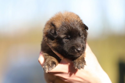 Mâle fauve collier jaune