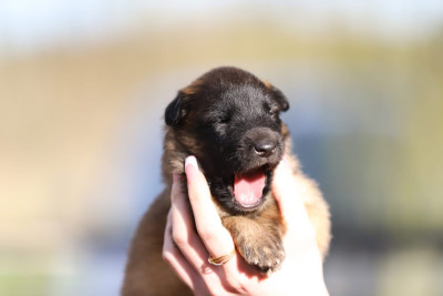 Femelle fauve collier marron