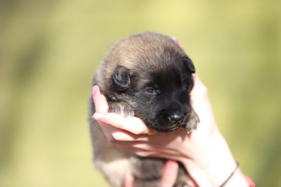 Femelle sable collier rose