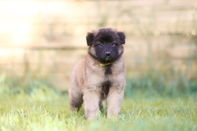 Chiot N°5
