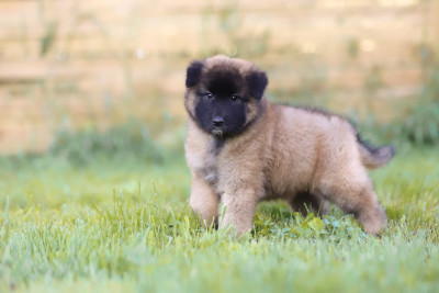 Chiot N°4