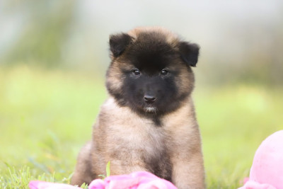 Chiot N°6