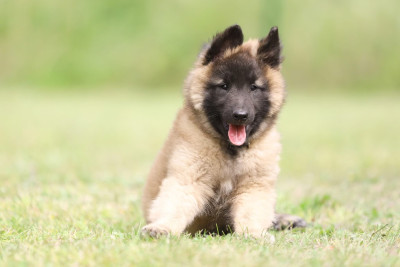 Chiot N°2