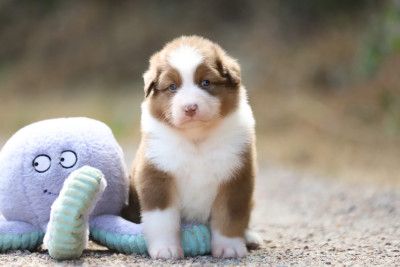 CHIOT 1