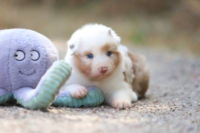 CHIOT 3