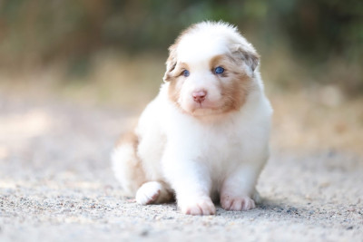 CHIOT 5