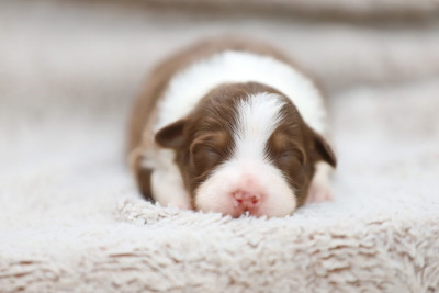 CHIOT 1