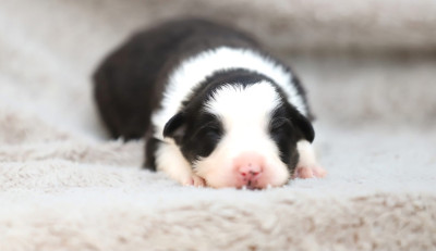 CHIOT 2