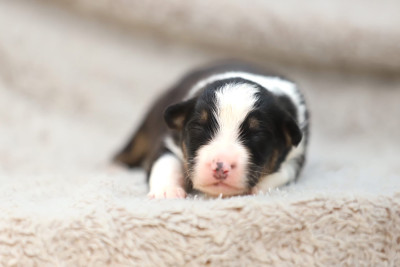 CHIOT 4