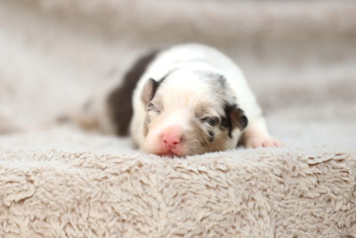CHIOT 5