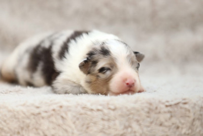CHIOT 6