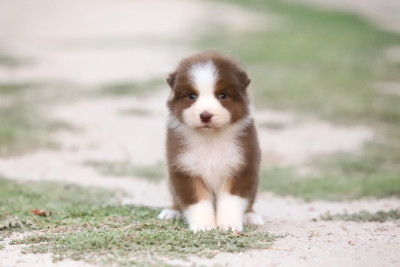 CHIOT 8
