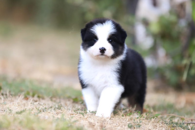 CHIOT 2